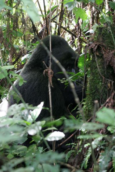 Foto de Silhouet of gorilla in the middle of his forestUganda Gorilla - Uganda