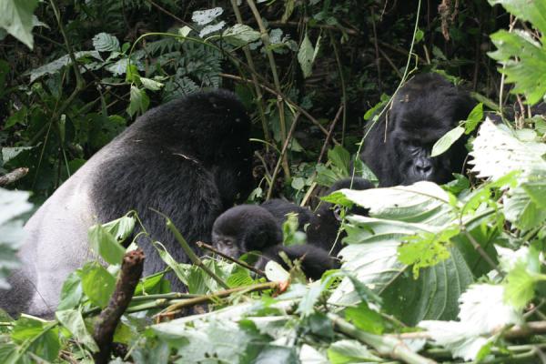 Foto de Part of the Rushegura family with the silverback clearly visibleUganda Gorilla - Uganda