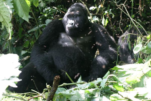 Foto de View of Mwirima, the silverback, in his full splendourUganda Gorilla - Uganda