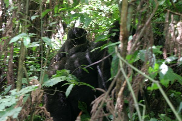 Foto de Female gorilla with young one on her backUganda Gorilla - Uganda