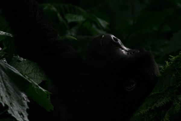 Foto de Glimpse of young gorilla playing in the forestUganda Gorilla - Uganda