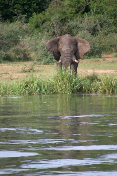 Elephant looking at his spectators | Victoria Nijl | Oeganda
