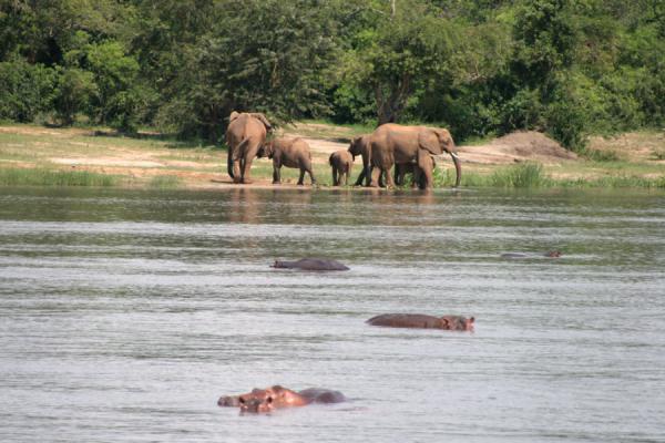 Foto di Groups of elephants and hippos in the river NileNilo Victoria - Uganda
