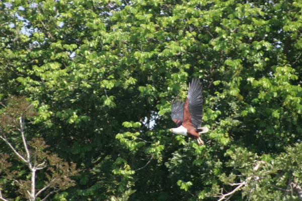 Bird flying away from a tree on the bank of the river Nile | Victoria Nijl | Oeganda