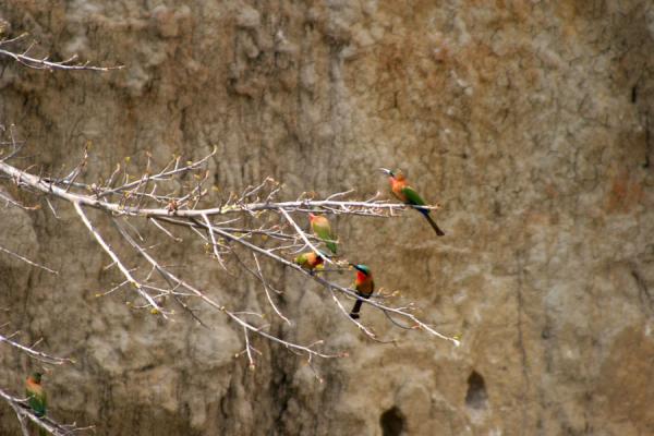 Lovely colourful birds in a tree on the bank of the river Nile | Victoria Nijl | Oeganda