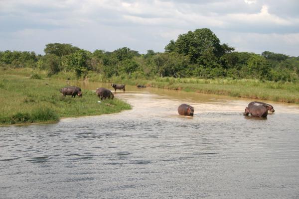 Foto di Group of hippos and buffaloes in a small creek on the Victoria NileNilo Victoria - Uganda