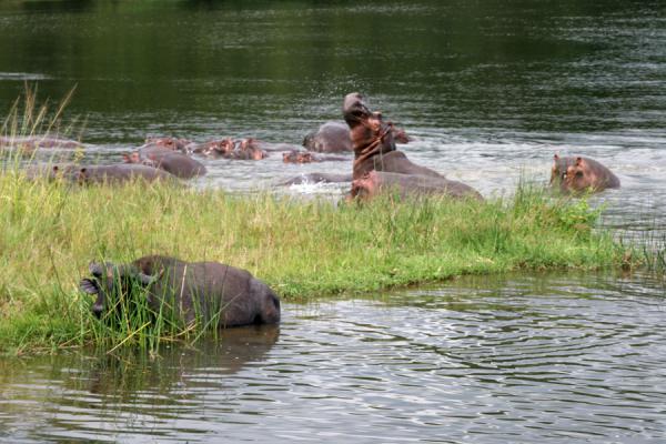 Foto di Hippos on the bank of the Victoria NileNilo Victoria - Uganda