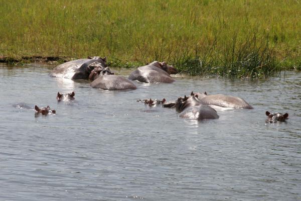 Foto di Small group of hippos with the sunlight on their backsNilo Victoria - Uganda