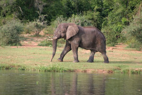 Elephant walking the bank of the Victoria Nile | Victoria Nijl | Oeganda