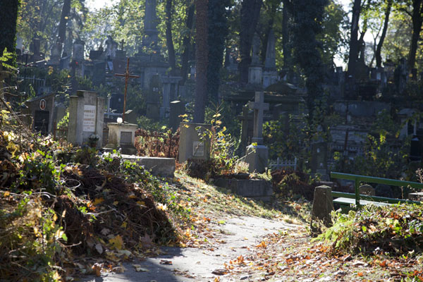 Light filtering through the trees and falling on an old section of Lychakiv cemetery | Lychakiv cemetery | Ucraina