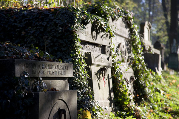 Row of old tombs overgrown with plants at Lychakiv cemetery | Lychakiv cemetery | Ucraina