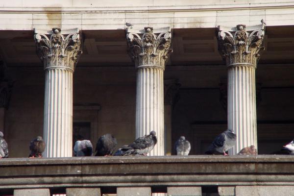 Foto di Pigeons in front of the National GalleryLondra - Regno Unito