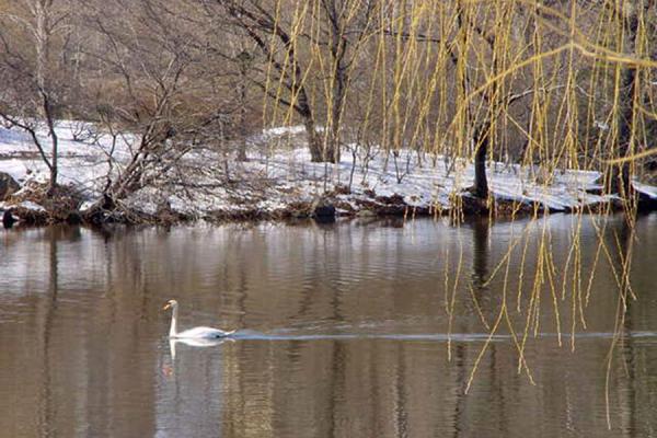 Swan lake, United States