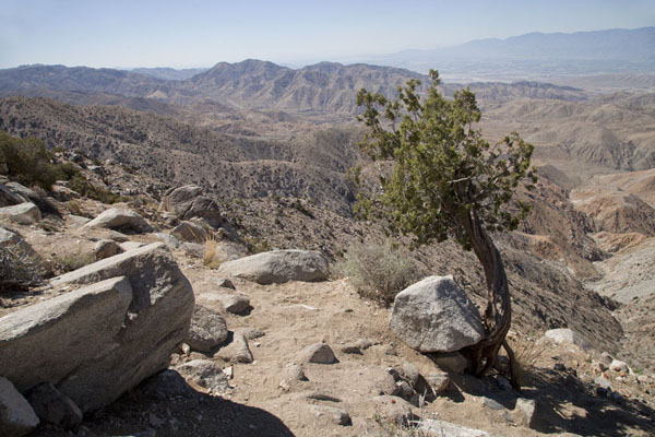 View from Keys View towards the east | Joshua Tree National Park | United States