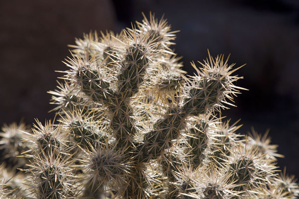 Photo de Close-up of a cactus in the Hidden ValleyJoshua Tree - les Etats-Unis
