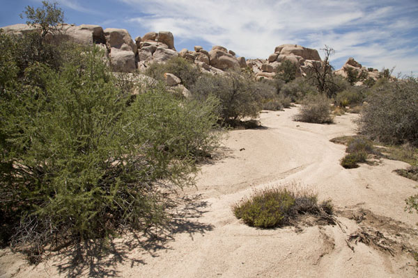 Water must sometimes flow through this arid landscape of rocks and prickly plants | Joshua Tree National Park | United States
