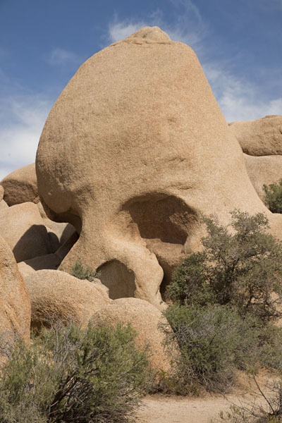 Picture of Skull Rock, the most clearly defined rock in the parkJoshua Tree - United States
