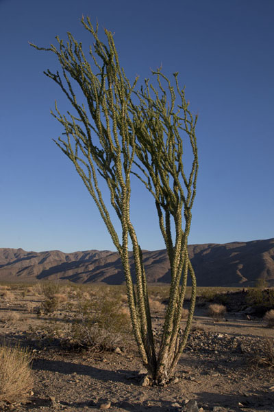 Picture of Tree standing in a barren landscape in the transition area between Mojave and Colorado Desert - United States - Americas Picture of Tree standing in a barren landscape in the transition area between Mojave and Colorado Desert - United States - Americas