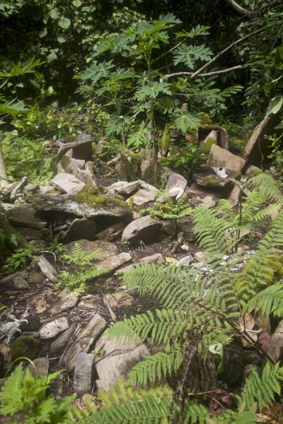 Overview of the cemetery of Lawor | Lawor cannibal site | Vanuatu
