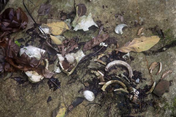 Tusks worn by chiefs | Lawor cannibal site | Vanuatu