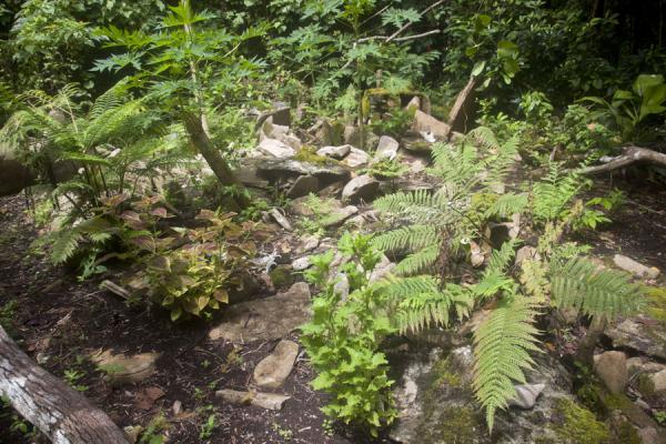 Cemetery of Lawor | Lawor cannibal site | Vanuatu