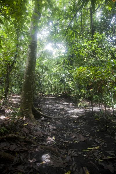 Trail near the edge of a bluff and the Yacht Club overlooking the sea at Port Resolution | Port Resolution | Vanuatu