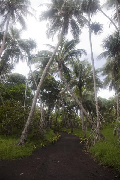 The main track leading to Port Resolution with black volcanic ash | Port Resolution | Vanuatu